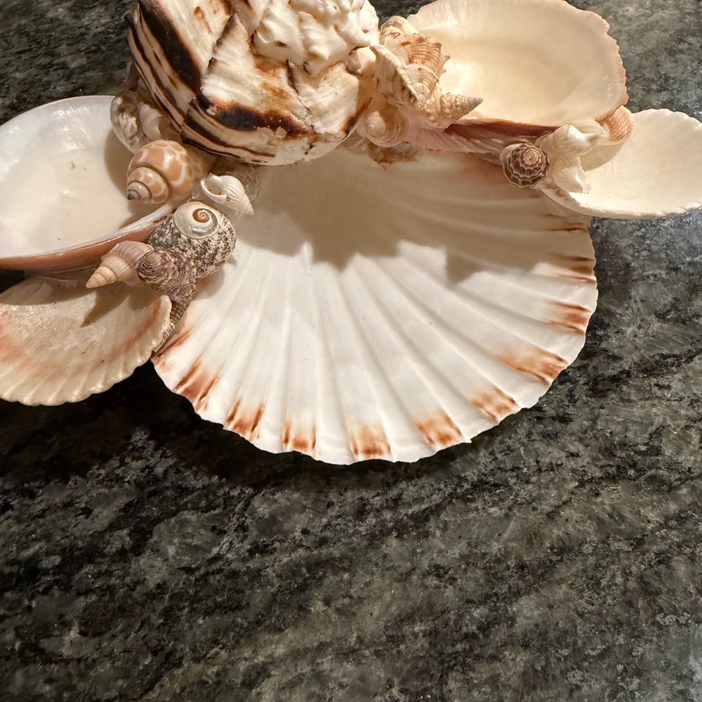 🐚 Decorative Seashell Collection 🐚 - Picture 3 of 7
